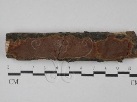 刺革菌屬藏品圖，第1張