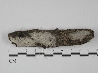 絲皮菌屬藏品圖，第1張