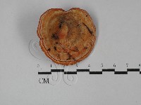 登錄號:F0029182藏品圖，第1張