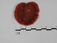 登錄號:F0029182藏品圖，第3張