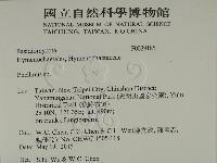 木層孔菌屬藏品圖，第2張