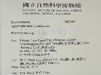 顯絲菌屬藏品圖，第2張
