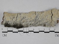 顯絲菌屬藏品圖，第1張