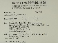 顯絲菌屬藏品圖，第2張