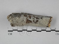 顯絲菌屬藏品圖，第1張