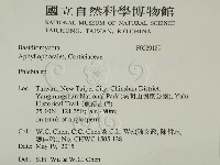 射脈菌屬藏品圖，第2張