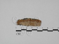 登錄號:F0029191藏品圖，第1張