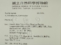 射脈菌屬藏品圖，第2張