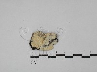 登錄號:F0029193藏品圖，第1張