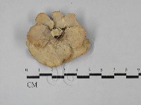 相鄰小孔菌藏品圖，第3張