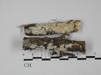 登錄號:F0029197藏品圖，第1張