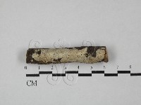 多年臥孔菌屬藏品圖，第1張