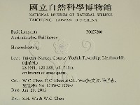 刺皮菌屬藏品圖，第2張