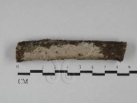 刺皮菌屬藏品圖，第1張