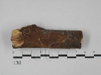 刺革菌屬藏品圖，第1張