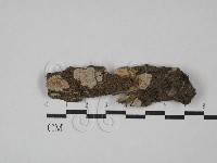 刺皮菌屬藏品圖，第1張