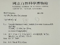 絲齒菌屬藏品圖，第2張