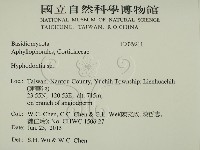 絲齒菌屬藏品圖，第2張