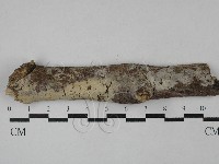 絲齒菌屬藏品圖，第1張