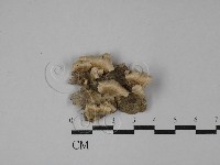 附毛菌屬藏品圖，第1張