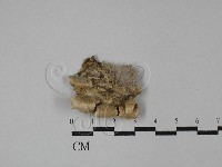 附毛菌屬藏品圖，第3張
