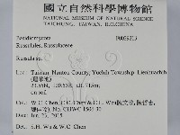 紅菇屬藏品圖，第2張