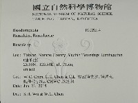 紅菇屬藏品圖，第2張