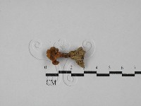 雞油菌屬藏品圖，第3張