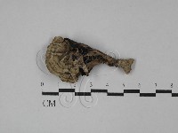 棕色革菌藏品圖，第3張