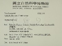 絲齒菌屬藏品圖，第2張