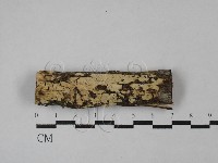 絲齒菌屬藏品圖，第1張