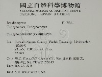 棕色革菌藏品圖，第2張