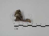 棕色革菌藏品圖，第1張