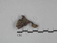 棕色革菌藏品圖，第3張