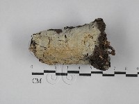館號:F0029226藏品圖，第1張