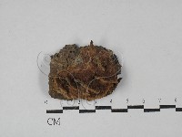 木層孔菌屬藏品圖，第1張