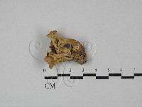 登錄號:F0029230藏品圖，第1張