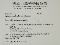 優雅波邊革菌藏品圖，第2張