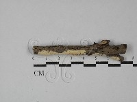 登錄號:F0029233藏品圖，第1張