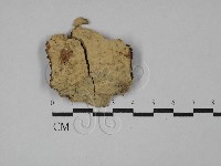刺革菌屬藏品圖，第1張