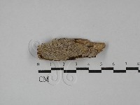 登錄號:F0029242藏品圖，第1張