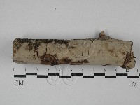 筍殼菌屬藏品圖，第1張