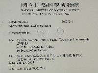 齒耳菌屬藏品圖，第2張