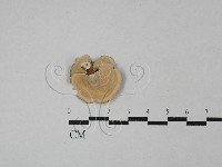 小孔菌屬藏品圖，第3張