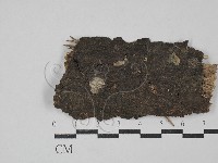 花耳屬藏品圖，第1張