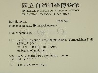 刺革菌屬藏品圖，第2張