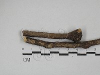 刺革菌屬藏品圖，第1張