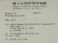 小孔菌屬藏品圖，第2張