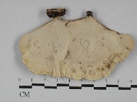 小孔菌屬藏品圖，第1張