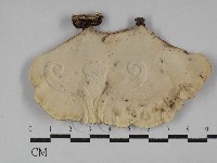 小孔菌屬藏品圖，第3張